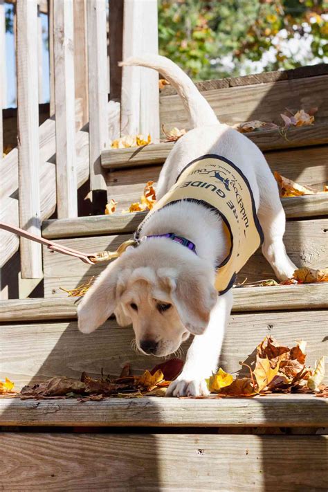 guide dog foundation puppy raiser